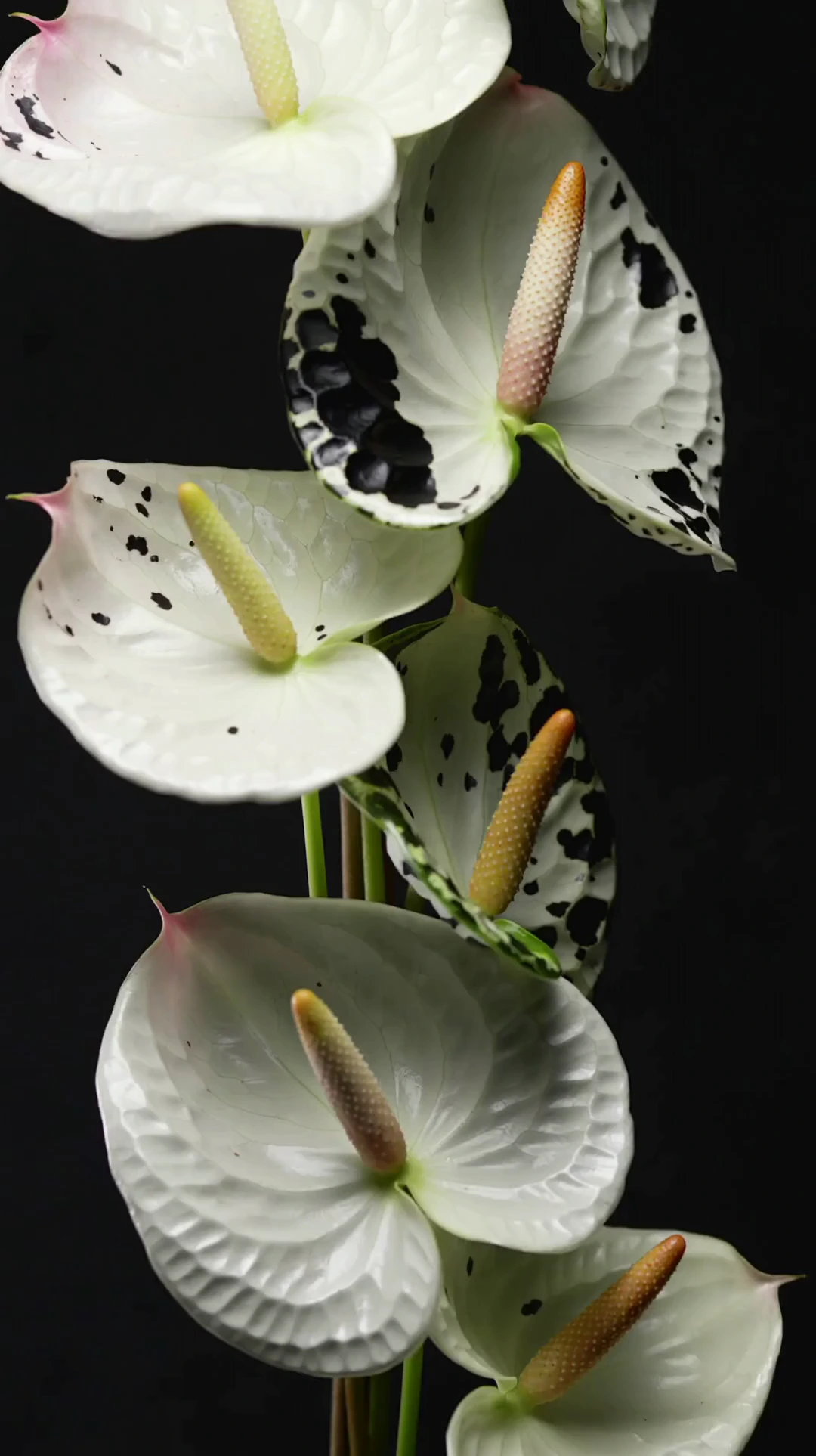 A close-up, vertical studio shot of several off-white anthurium flowers with